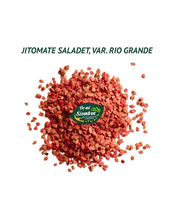 jitomate rio grande semillas 1