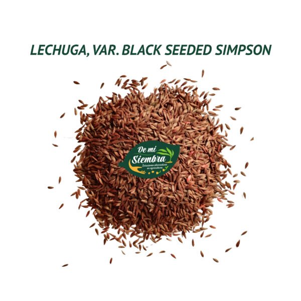 lechuga black seeded semillas 1