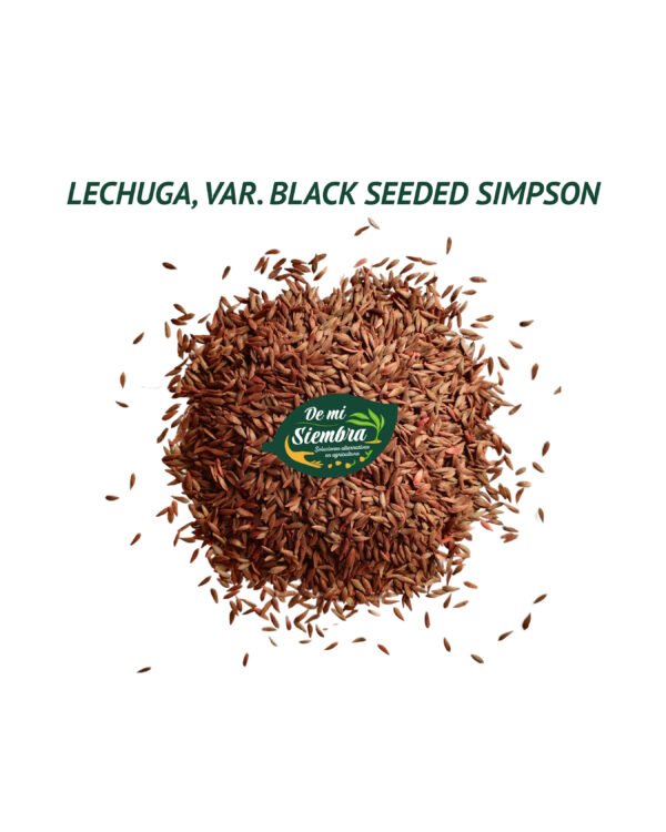 lechuga black seeded semillas 1