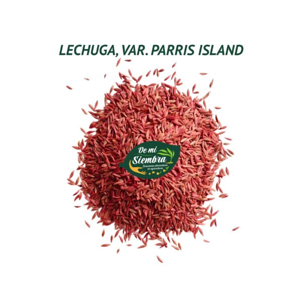 lechuga parris island semillas 1
