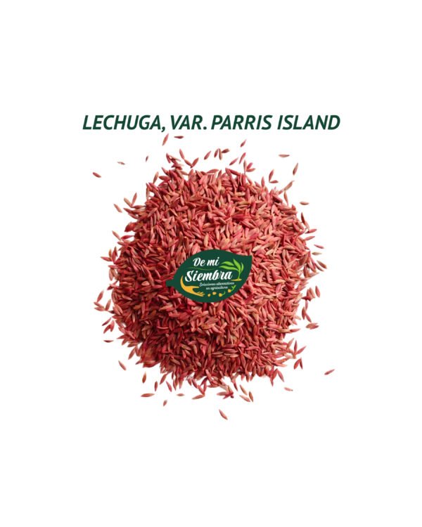 lechuga parris island semillas 1