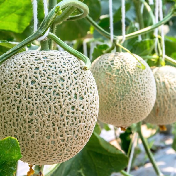 melon top mark foto 4
