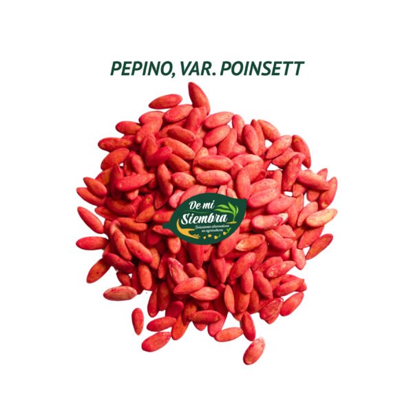 pepino poinsett semillas 1