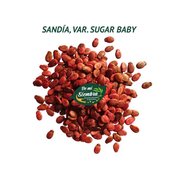 sandia sugar baby semillas 1