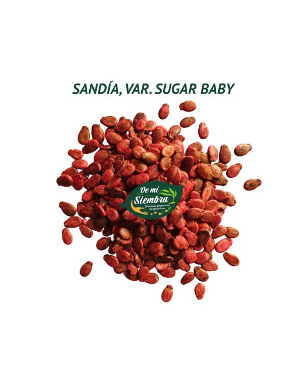 sandia sugar baby semillas 1